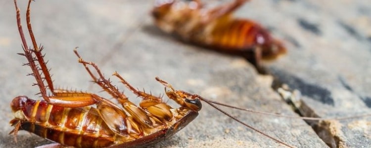 cockroach control curtin
