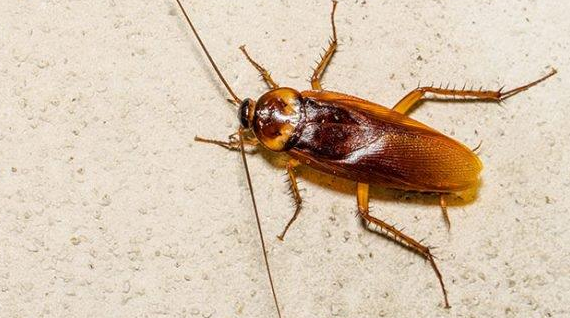 cockroach control curtin